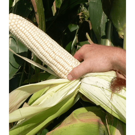 capstone maize isilo 5kg white picture 1