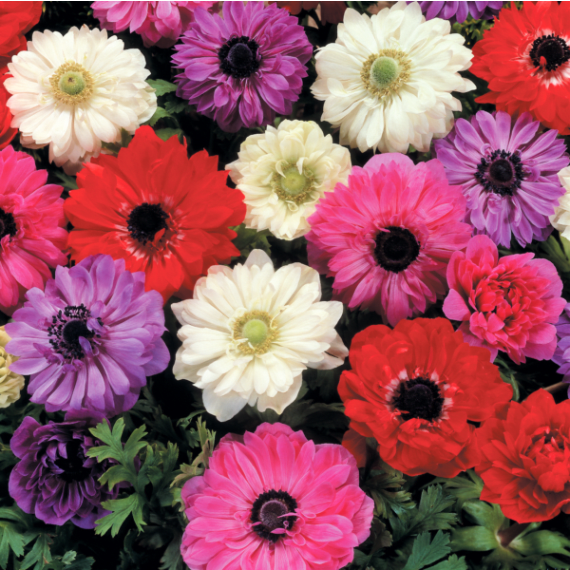 hadeco anemones bulb double large mix 20 per pack picture 1