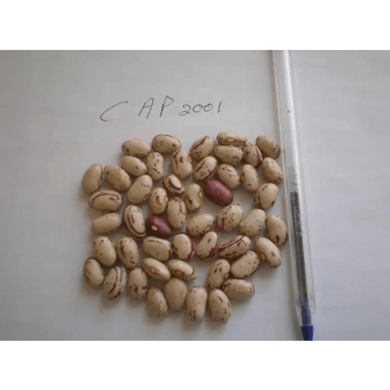 capstone dry bean seed cap2001 2kg white picture 1