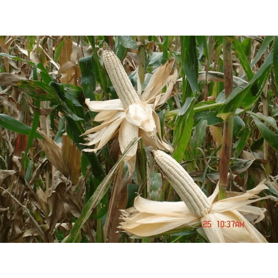 capstone maize nelsons choice white 5kg picture 1