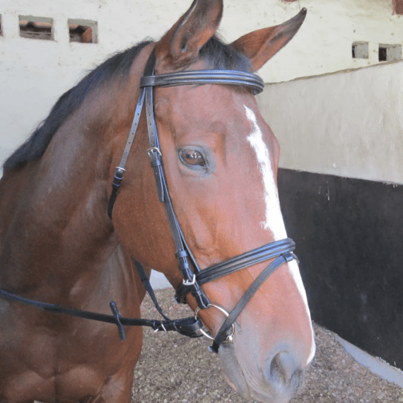 solo bridle raised padded brn picture 1