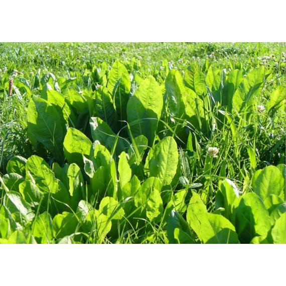 agricol chicory rocket fuel picture 1