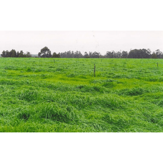 agricol italian ryegrass thumpa 25kg picture 1