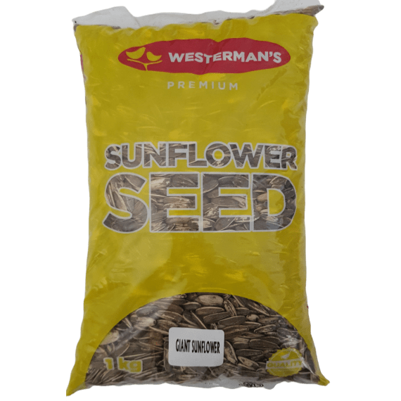 westerman s giant sunflower picture 1