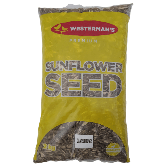 westerman s giant sunflower picture 2