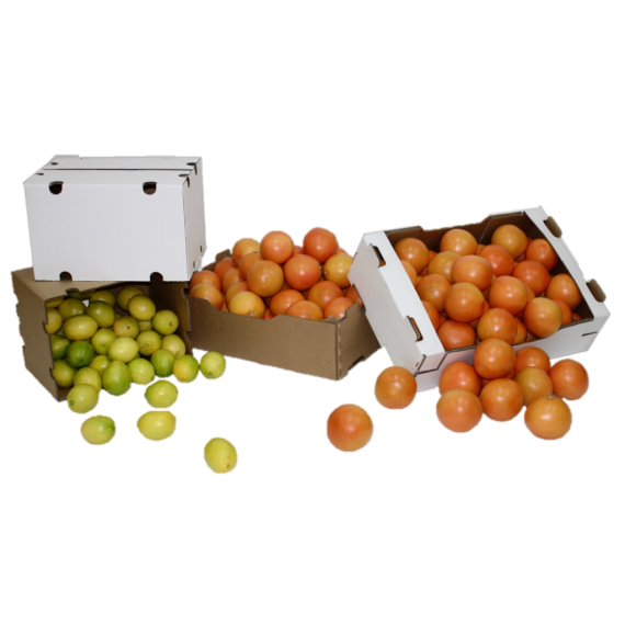 carton tomato generic picture 1