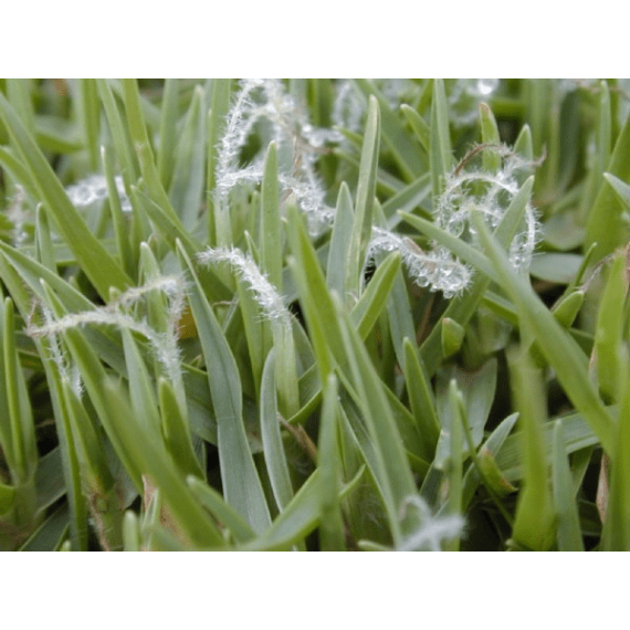 agricol seed grass kikuyu whittet 1kg picture 1