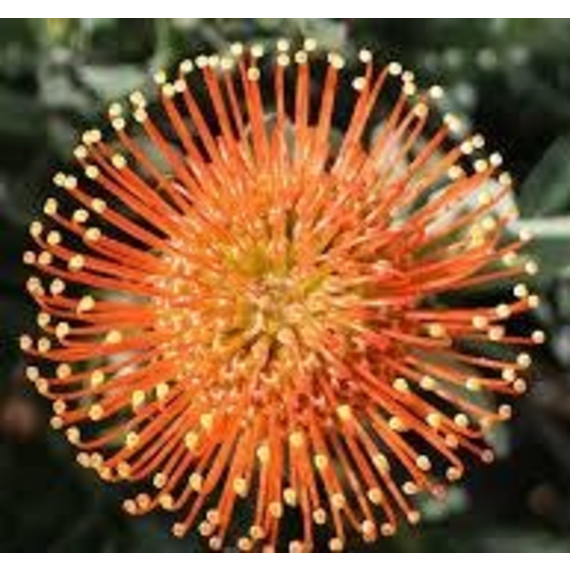 arnelia leucospermum picture 5