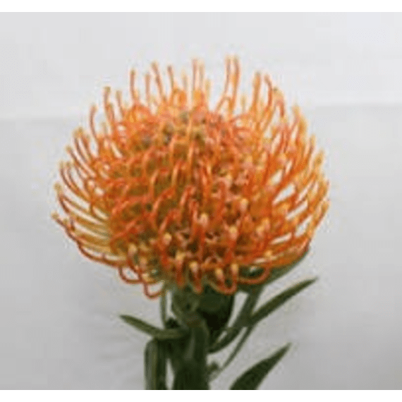 arnelia leucospermum picture 6