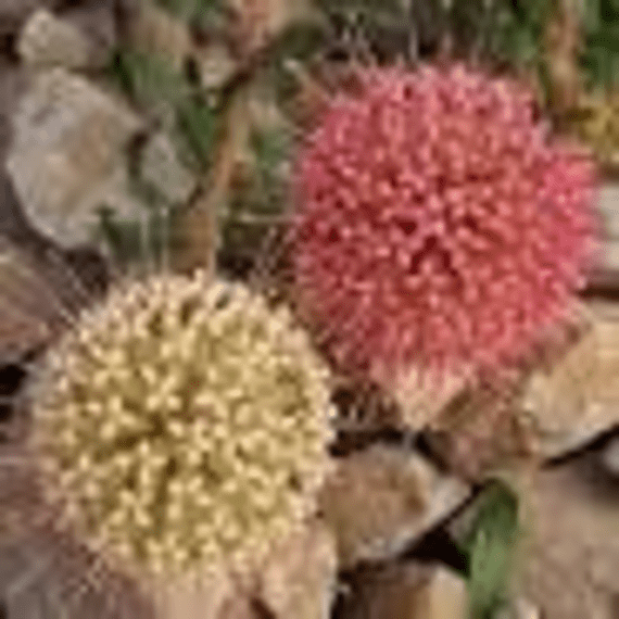 arnelia leucospermum picture 9