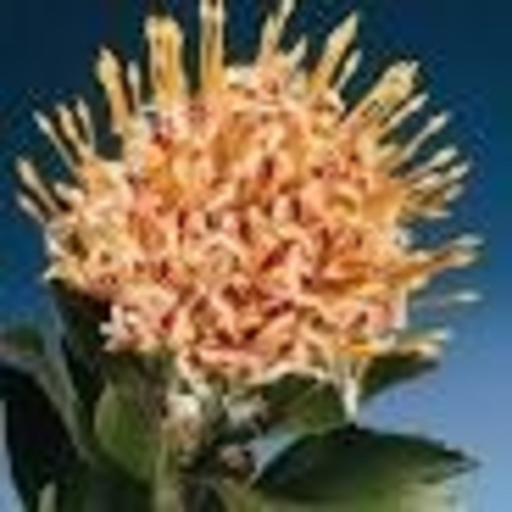 arnelia leucospermum picture 4