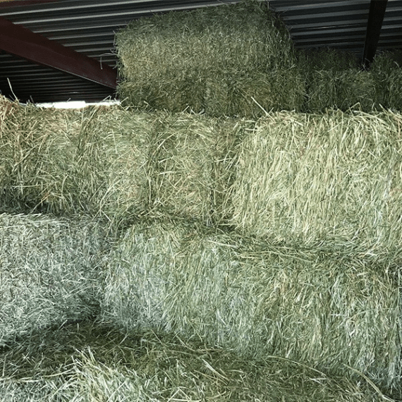 porter lucerne bale square gr 1 p bale picture 1