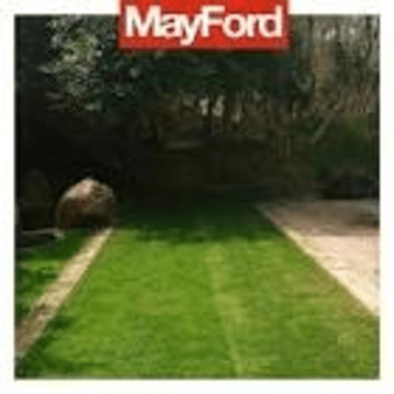 mayford evergreen picture 1