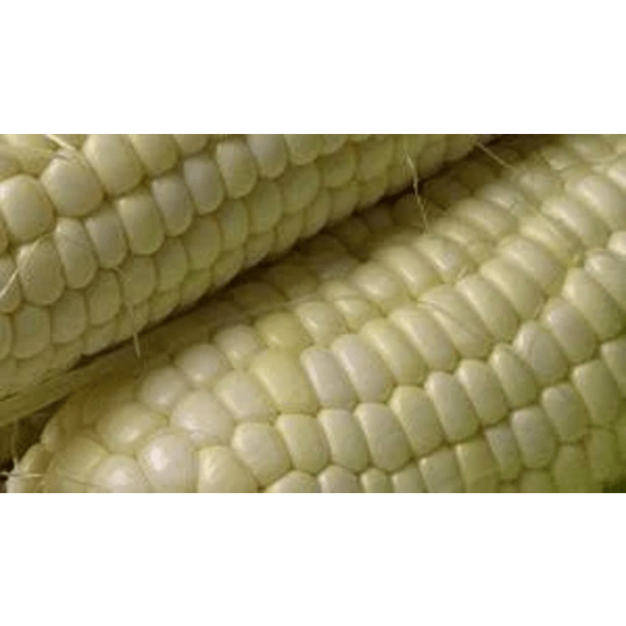 capstone maize white nelson s choice 2kg picture 1