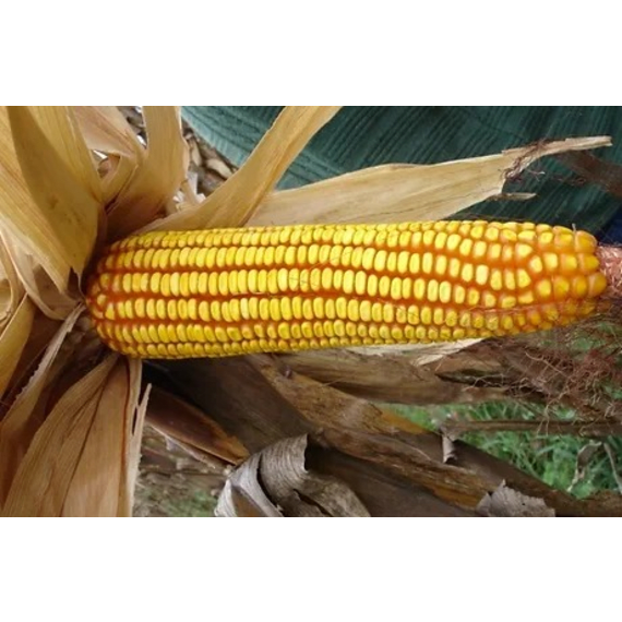 capstone maize okavango yellow 5kg picture 1