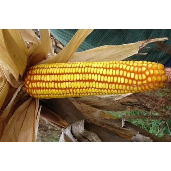 capstone maize okavango yellow 2kg picture 1