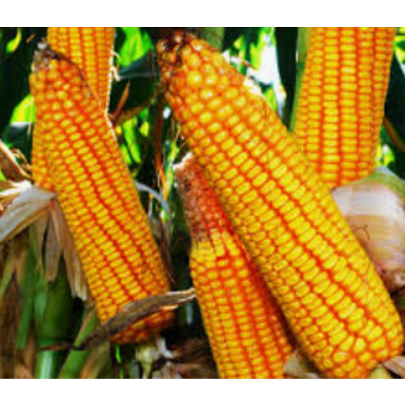 pannar maize pan 3r 500r yel 80k picture 1