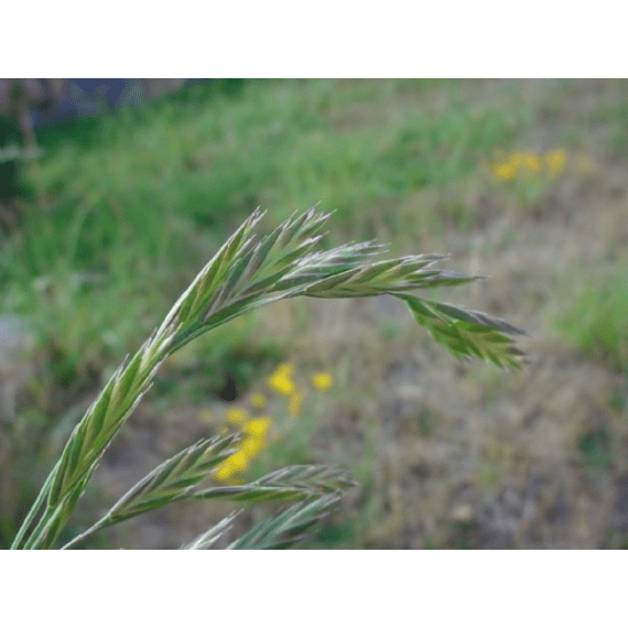 agricol prairie grass matua 25kg picture 1