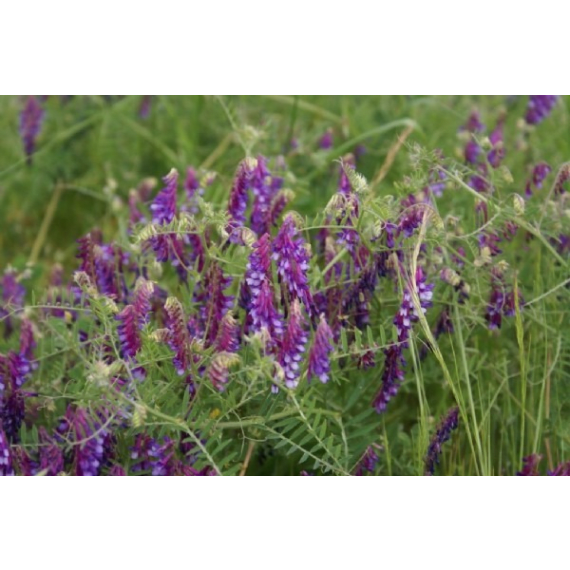 agricol vetch common timok 25kg picture 1