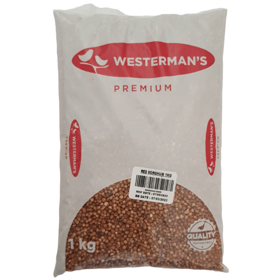 westerman s red sorghum picture 1