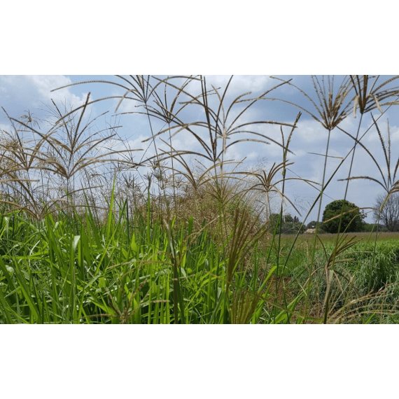 Agricol Rhodes Endura 20kg Agrimark