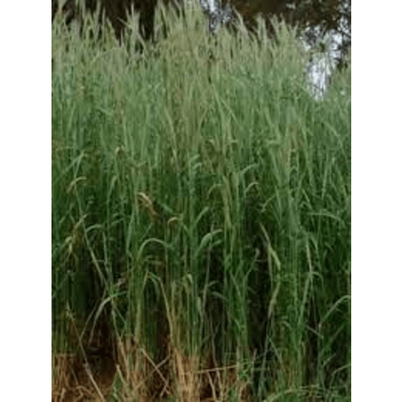 agricol oats saia black local agt 25kg picture 1