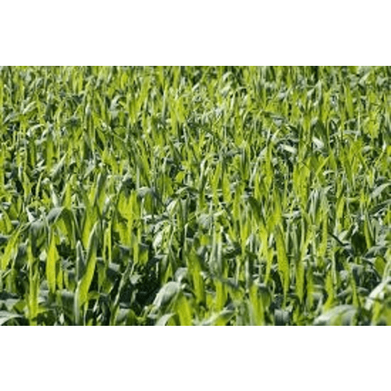 wesgraan triticale grade 1 25kg picture 1