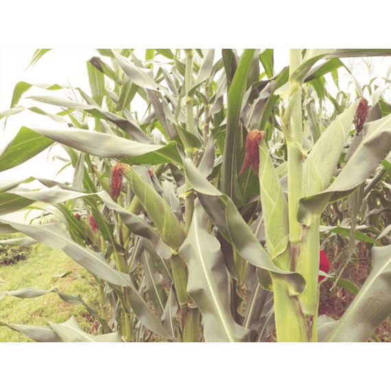 lake maize 601 white 60k 25kg picture 1