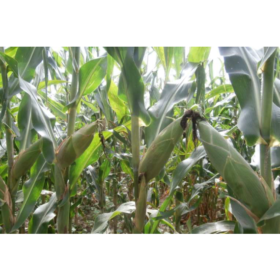 Lake Maize 606 Yellow Agrimark