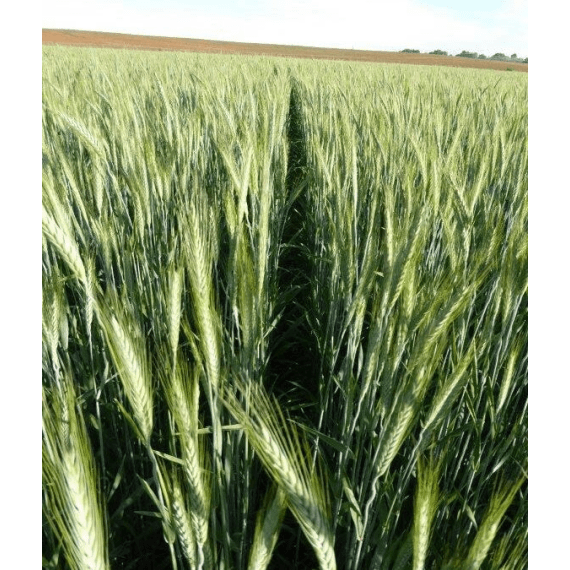 agricol seed triticale ag beacon picture 1