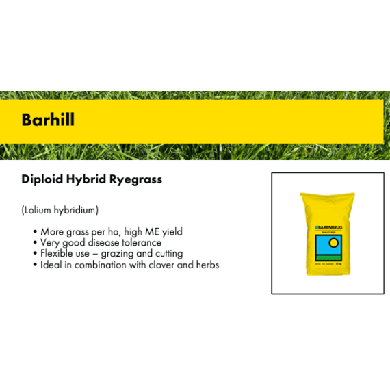 bbrug ryegrass hybrid barhill 25kg picture 1