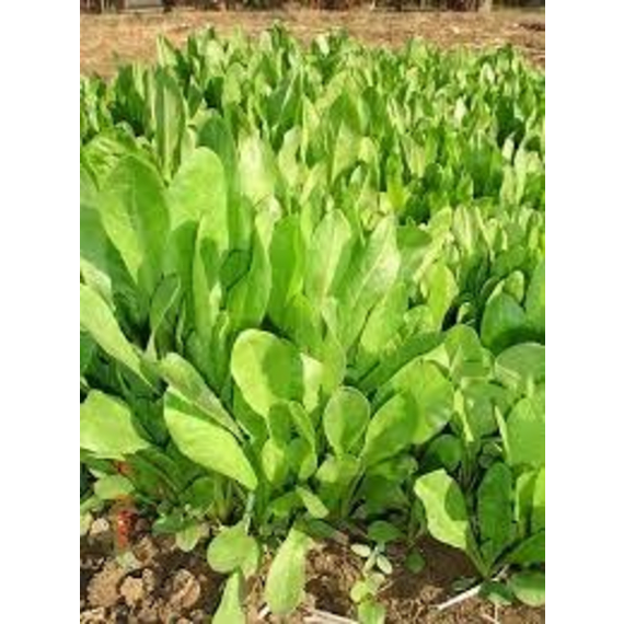 capstone chicory spada 25kg picture 1