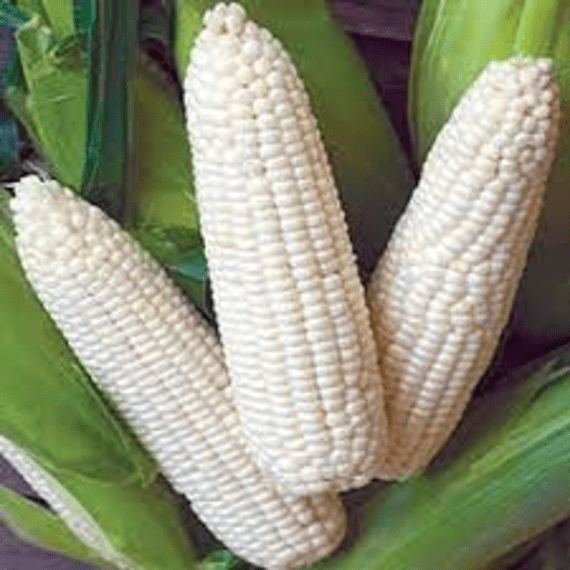 lake agriculture white maize seed 401 udokotela picture 1