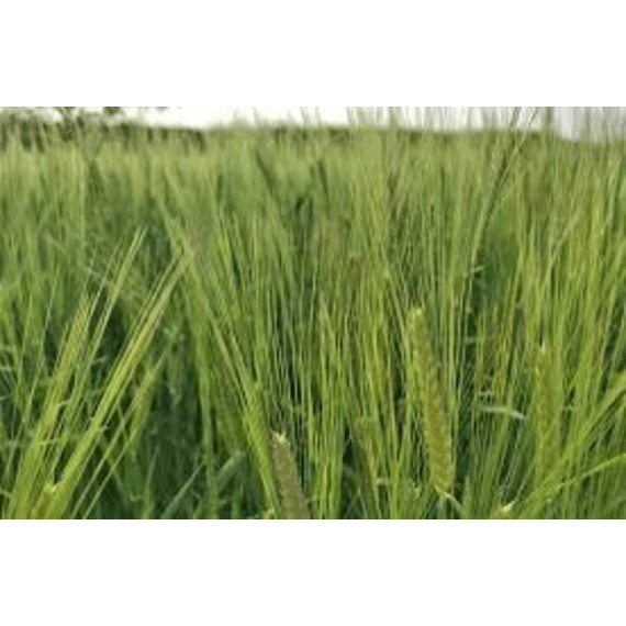 agricol barley skg9 25kg picture 1