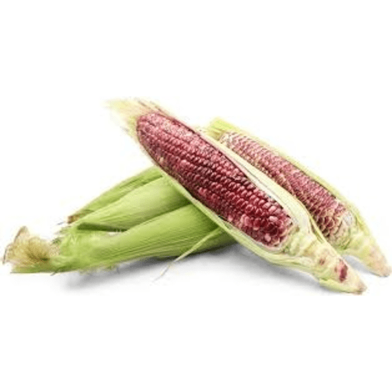 maize seed afric red opv 25kg picture 1