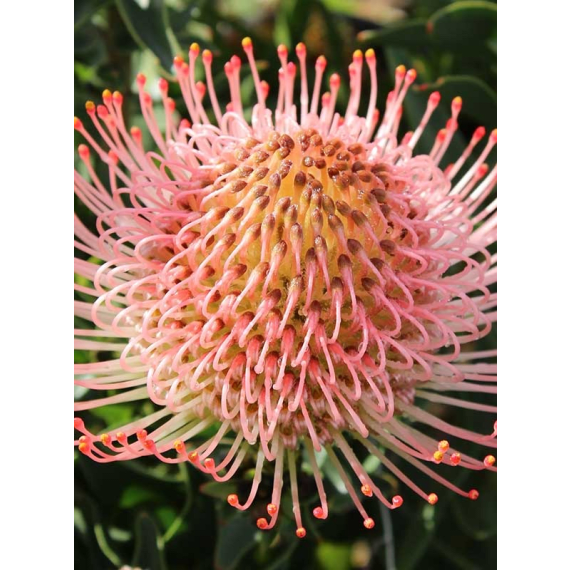 arnelia leucospermum picture 14