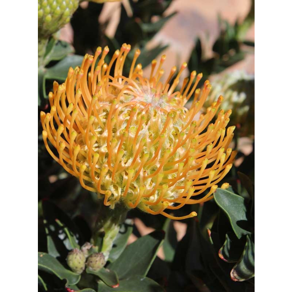 arnelia leucospermum picture 15