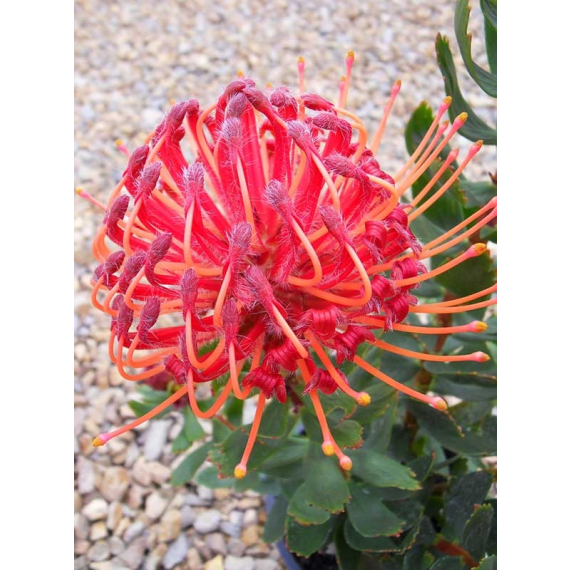 arnelia leucospermum picture 1