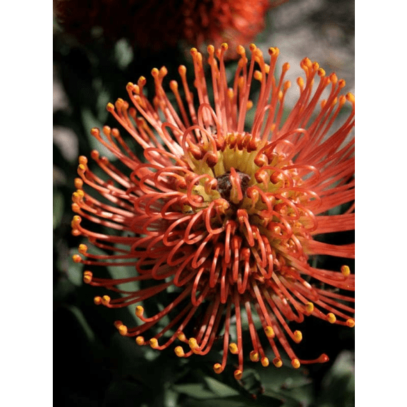 arnelia leucospermum picture 8