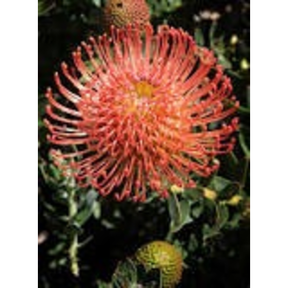 arnelia leucospermum picture 3