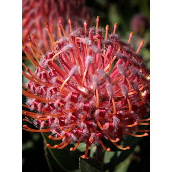 arnelia leucospermum picture 10