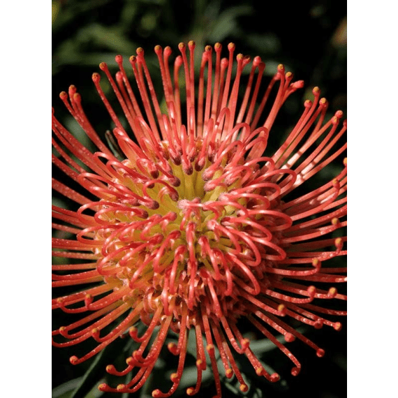 arnelia leucospermum picture 12