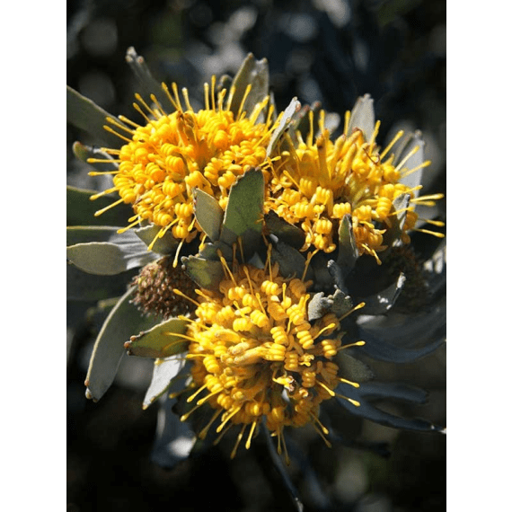 arnelia leucospermum picture 2