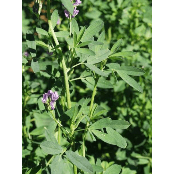 agricol seed lucerne aurora 25kg picture 1