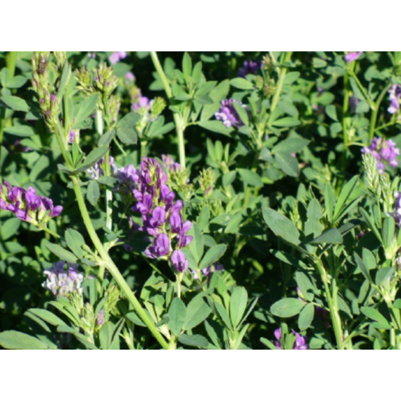 agricol lucerne supernova blue 25kg picture 1