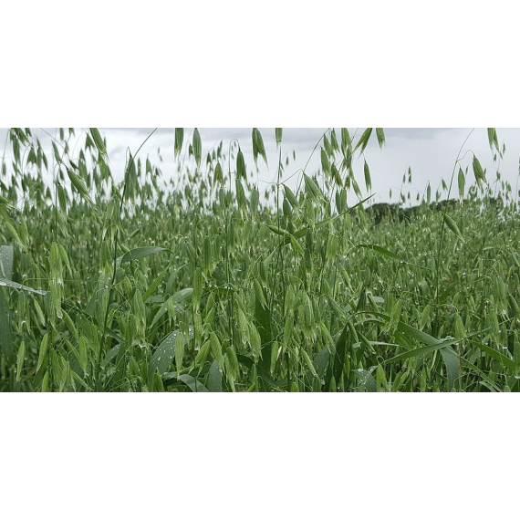 agricol oats grade 1 50kg picture 1