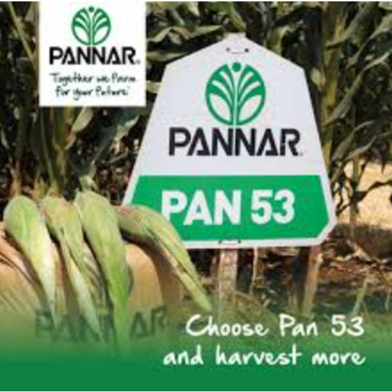 pannar maize pan 53 5kg picture 1