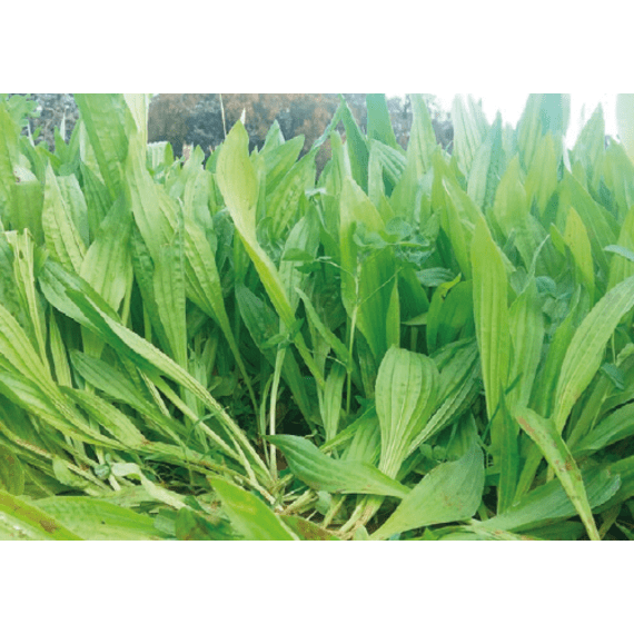 agricol plantain tonic 25kg picture 1