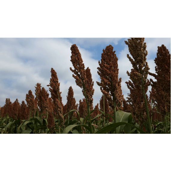 agricol grain sorghum enforcer 18kg picture 1