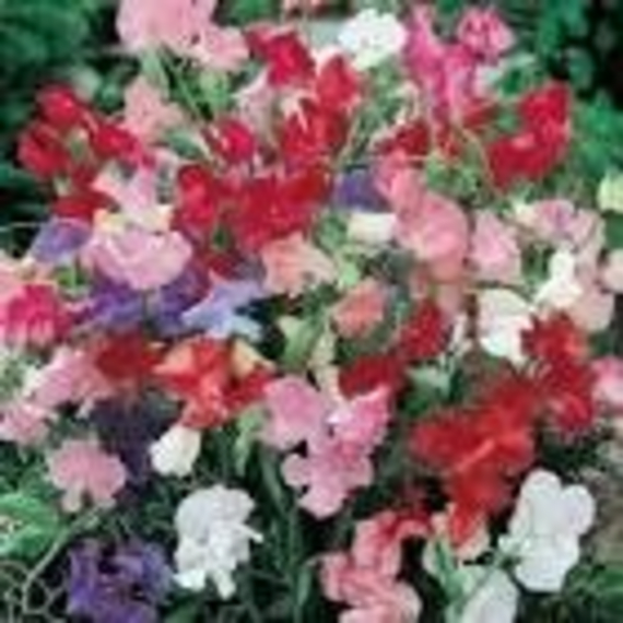 starke ayres sweetpeas dwarf mix econopack picture 2